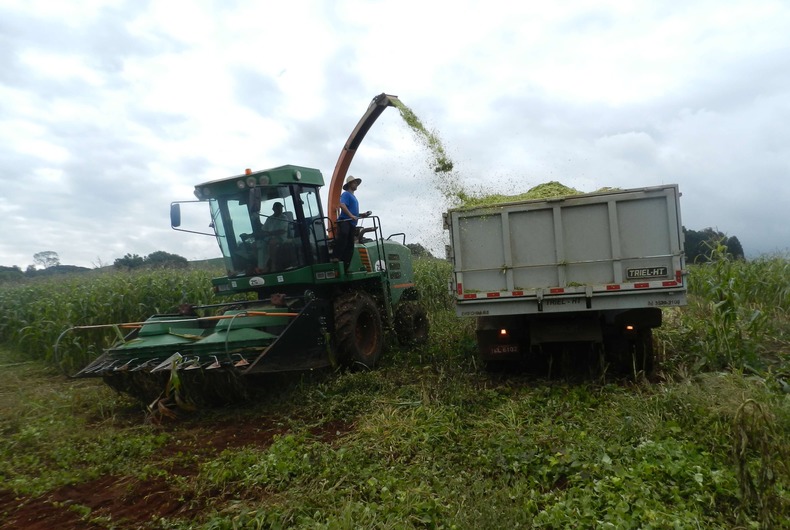 Fase final do serviço de silagem para os produtores de leite